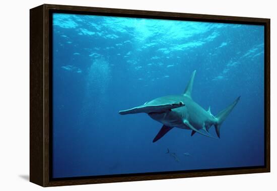 Great Hammerhead Shark-null-Framed Premier Image Canvas