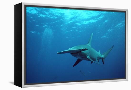 Great Hammerhead Shark-null-Framed Premier Image Canvas