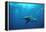 Great Hammerhead Shark-null-Framed Premier Image Canvas