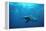 Great Hammerhead Shark-null-Framed Premier Image Canvas