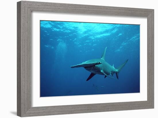 Great Hammerhead Shark-null-Framed Photographic Print