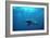 Great Hammerhead Shark-null-Framed Photographic Print