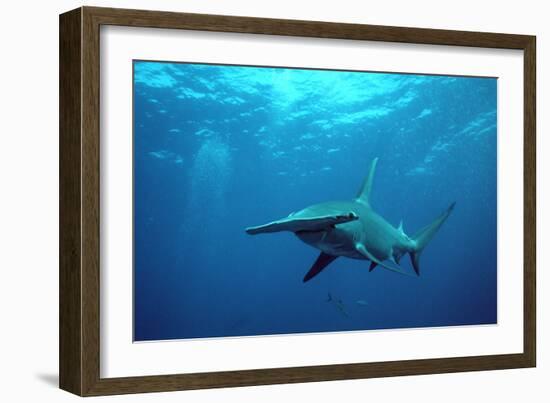 Great Hammerhead Shark-null-Framed Photographic Print