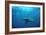 Great Hammerhead Shark-null-Framed Photographic Print