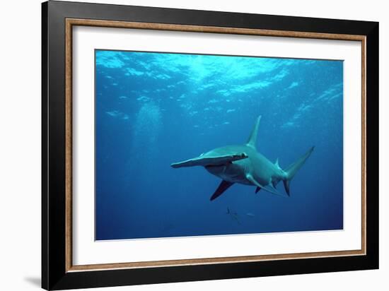 Great Hammerhead Shark-null-Framed Photographic Print