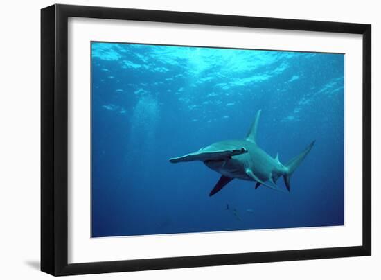 Great Hammerhead Shark--Framed Photographic Print