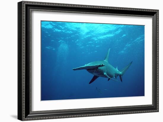 Great Hammerhead Shark-null-Framed Photographic Print