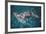 Great Hammerhead Shark-null-Framed Photographic Print