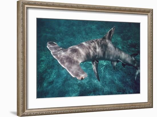 Great Hammerhead Shark-null-Framed Photographic Print