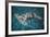 Great Hammerhead Shark-null-Framed Photographic Print