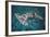 Great Hammerhead Shark-null-Framed Photographic Print