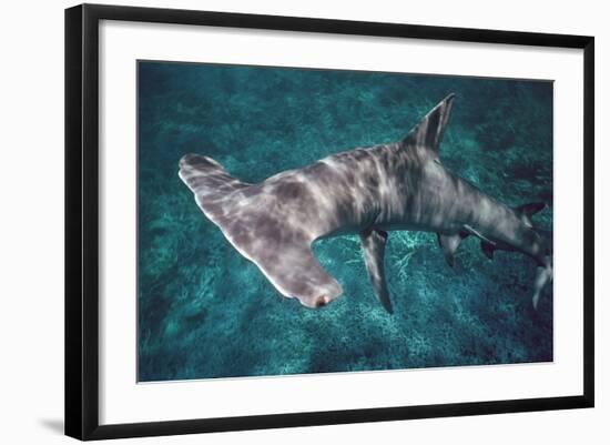 Great Hammerhead Shark-null-Framed Photographic Print