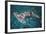 Great Hammerhead Shark-null-Framed Photographic Print