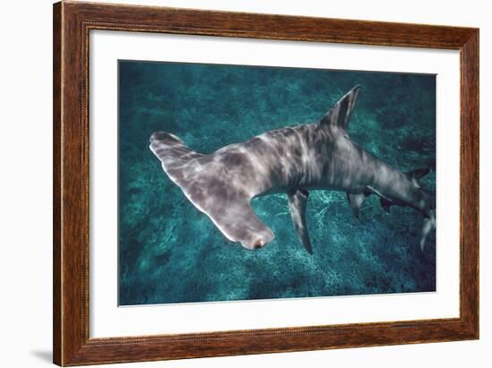 Great Hammerhead Shark-null-Framed Photographic Print