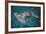 Great Hammerhead Shark-null-Framed Photographic Print