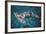 Great Hammerhead Shark-null-Framed Photographic Print