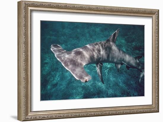 Great Hammerhead Shark-null-Framed Photographic Print