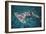 Great Hammerhead Shark-null-Framed Photographic Print