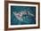 Great Hammerhead Shark-null-Framed Photographic Print