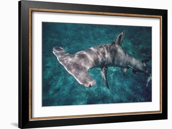 Great Hammerhead Shark-null-Framed Photographic Print