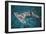 Great Hammerhead Shark-null-Framed Photographic Print