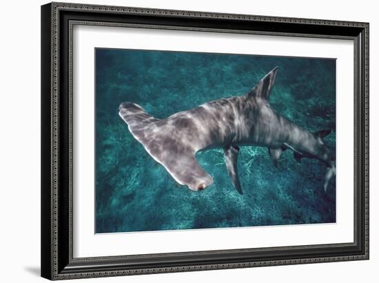 Great Hammerhead Shark-null-Framed Photographic Print