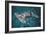 Great Hammerhead Shark-null-Framed Photographic Print