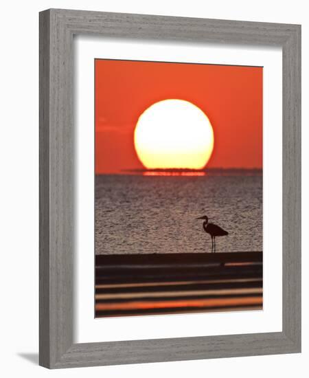 Great Heron, Laguna Madre, Texas, USA-Larry Ditto-Framed Photographic Print