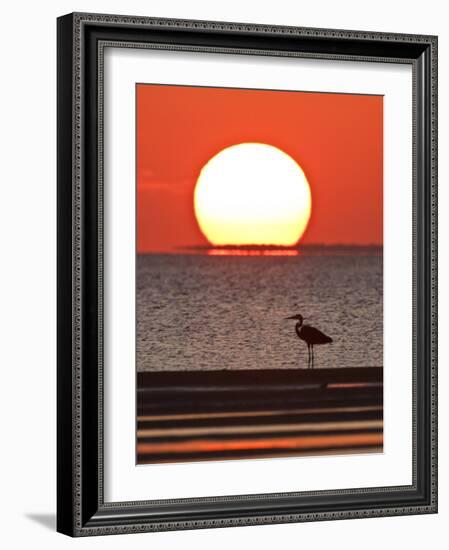 Great Heron, Laguna Madre, Texas, USA-Larry Ditto-Framed Photographic Print