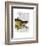 Great Hog Fish-Fab Funky-Framed Art Print