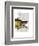 Great Hog Fish-Fab Funky-Framed Art Print