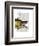 Great Hog Fish-Fab Funky-Framed Art Print