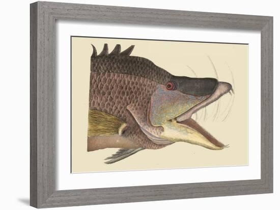 Great Hog Fish-Mark Catesby-Framed Art Print