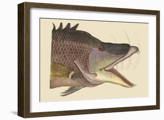 Great Hog Fish-Mark Catesby-Framed Art Print