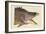 Great Hog Fish-Mark Catesby-Framed Art Print