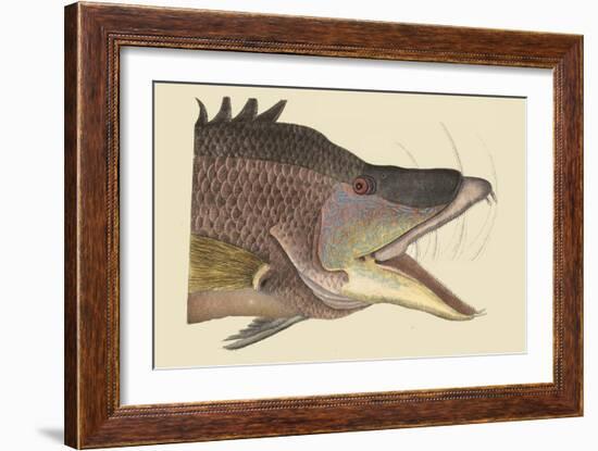 Great Hog Fish-Mark Catesby-Framed Art Print