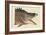 Great Hog Fish-Mark Catesby-Framed Art Print