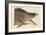 Great Hog Fish-Mark Catesby-Framed Art Print