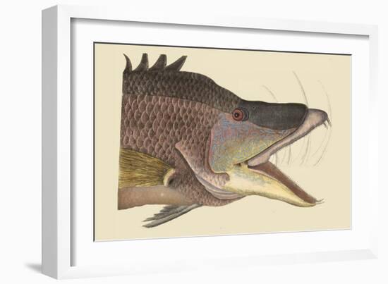 Great Hog Fish-Mark Catesby-Framed Art Print