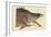 Great Hog Fish-Mark Catesby-Framed Art Print