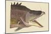 Great Hog Fish-Mark Catesby-Mounted Art Print