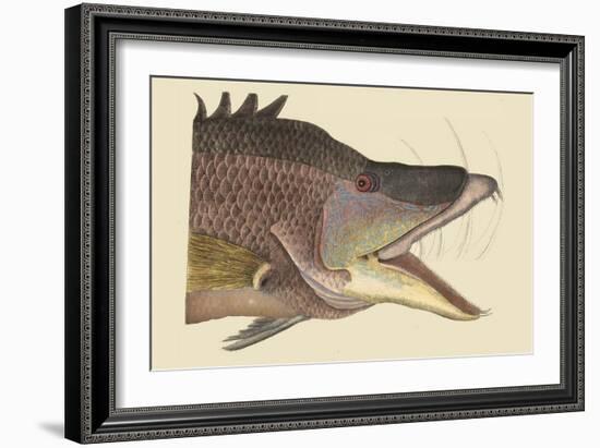 Great Hog Fish-Mark Catesby-Framed Art Print