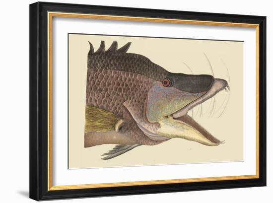 Great Hog Fish-Mark Catesby-Framed Art Print