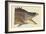 Great Hog Fish-Mark Catesby-Framed Art Print