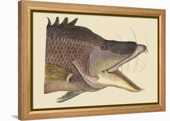 Great Hog Fish-Mark Catesby-Framed Stretched Canvas