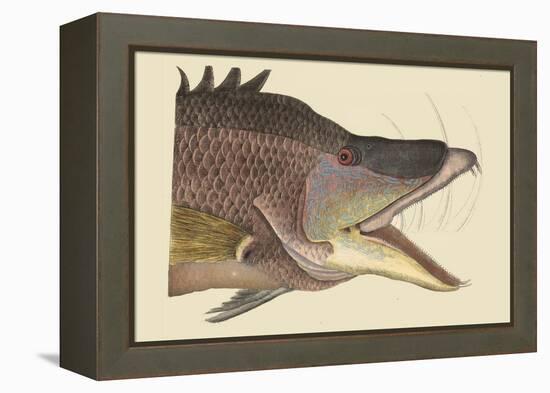 Great Hog Fish-Mark Catesby-Framed Stretched Canvas