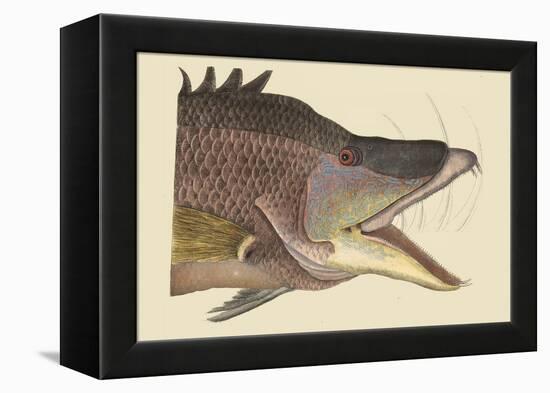 Great Hog Fish-Mark Catesby-Framed Stretched Canvas