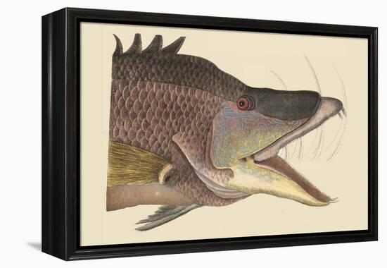 Great Hog Fish-Mark Catesby-Framed Stretched Canvas