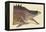 Great Hog Fish-Mark Catesby-Framed Stretched Canvas