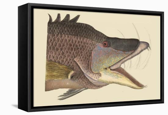 Great Hog Fish-Mark Catesby-Framed Stretched Canvas